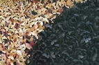'Black Camberwell Beauty' Nymphalis antiopa